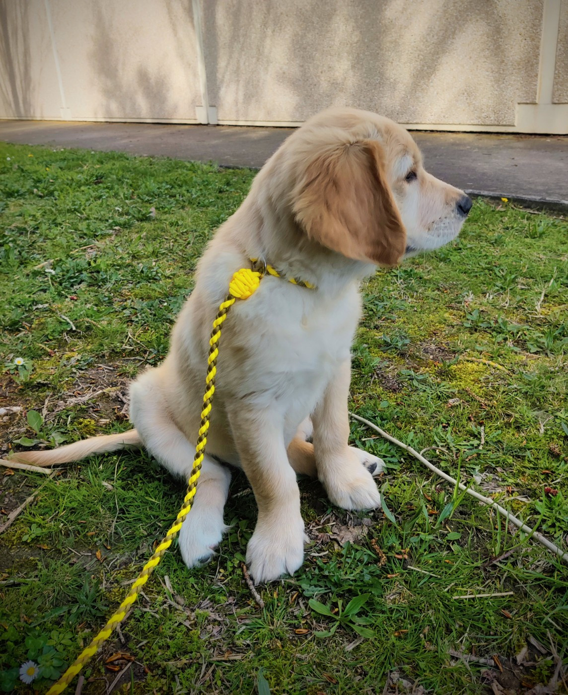 Ambroisie Divine Du Pan Ambré