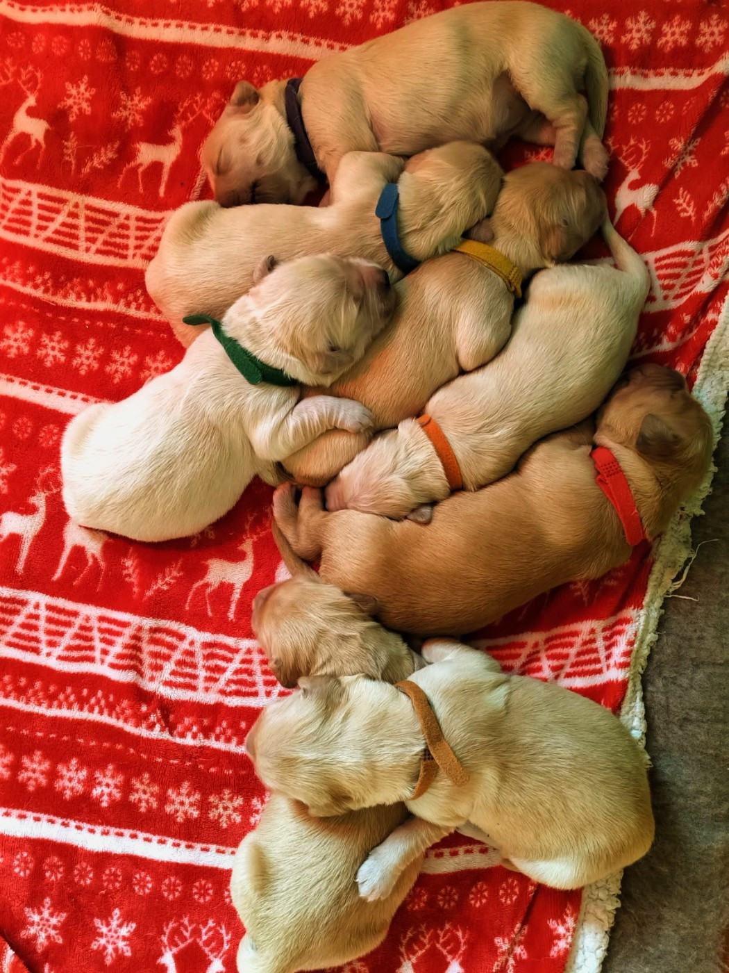 Naissance le 28/12/2025