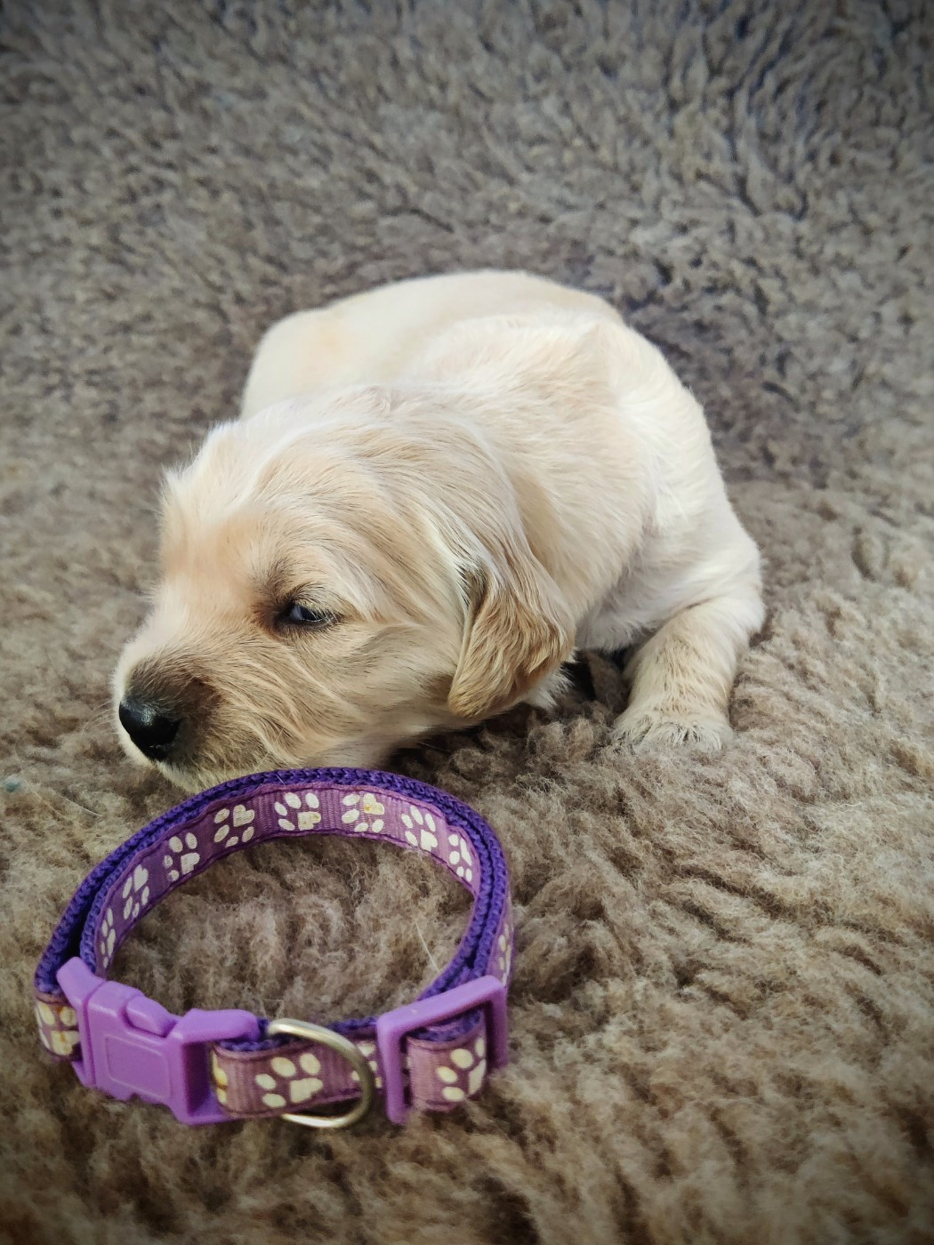 Du Pan Ambré - Chiots disponibles - Golden Retriever