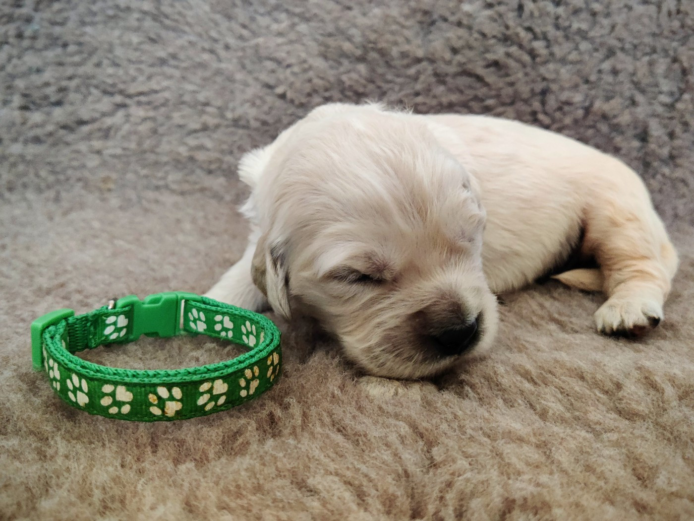 Du Pan Ambré - Chiots disponibles - Golden Retriever