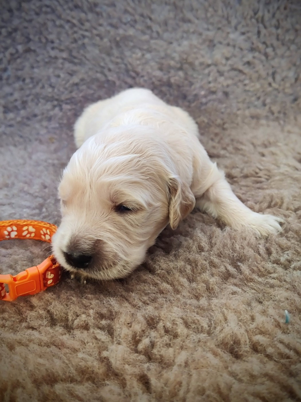 Du Pan Ambré - Chiots disponibles - Golden Retriever